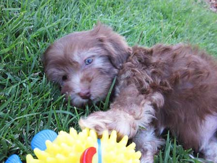 havanese-breeders-in-utah